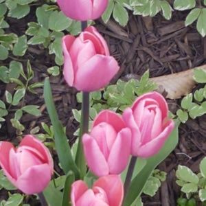 Meet your Posher, Betsie